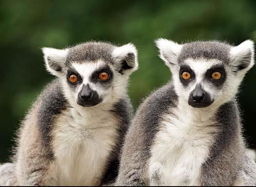 Öffnungszeiten Zoo Hellbrunn