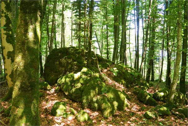 Yoga und Kraftplatzwanderungen